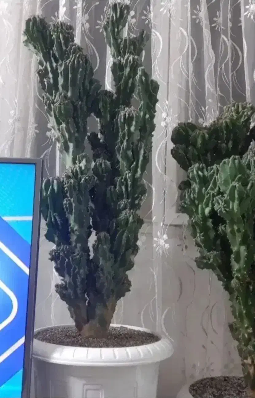 تعدادی گل وگیاه آپارتمانی بسیار زیبا|گل و گیاه طبیعی|شهریار, کهنز|دیوار