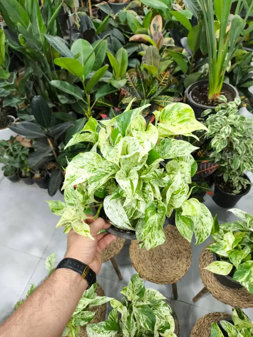 پتوس مرمری|گل و گیاه طبیعی|بندرعباس, |دیوار