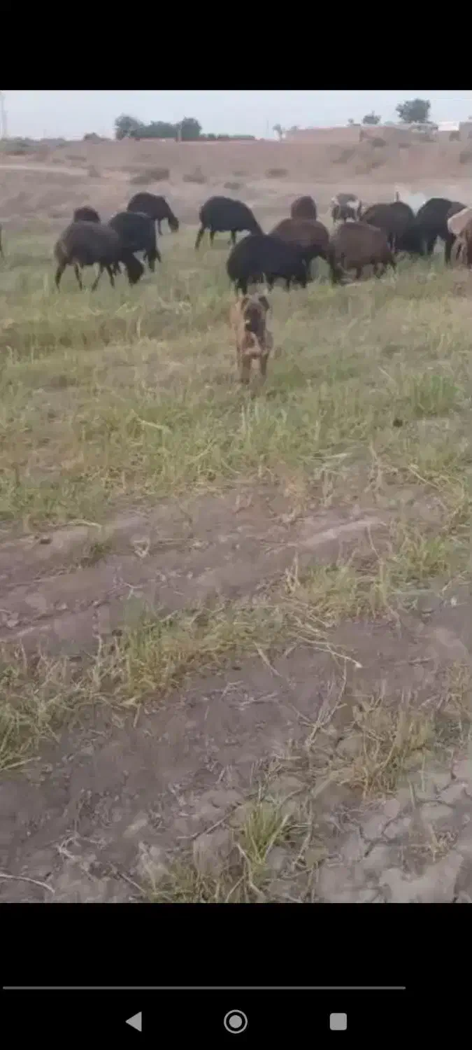 گمشده|حیوانات|سبزوار, اسلام آباد|دیوار