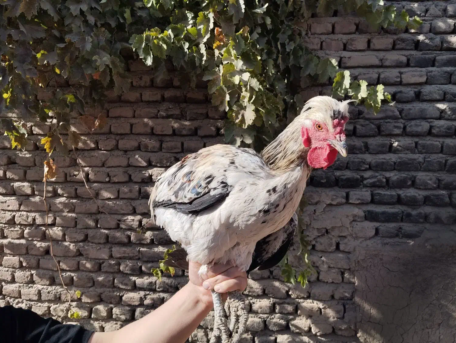 خروس|حیوانات مزرعه|بسطام, |دیوار