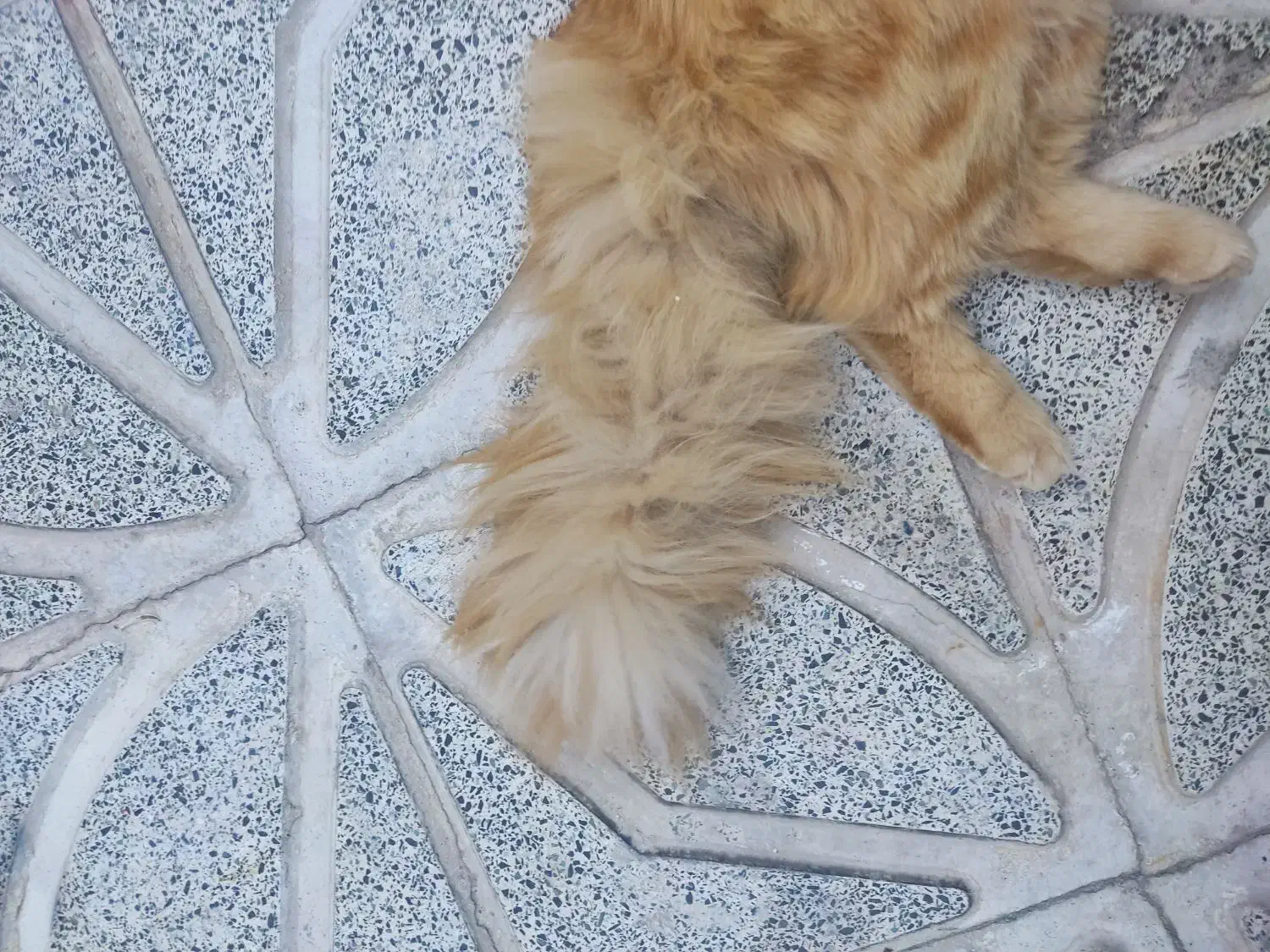 واگذاری گربه میکس پرشین اسکاتیش|گربه|تبریز, |دیوار