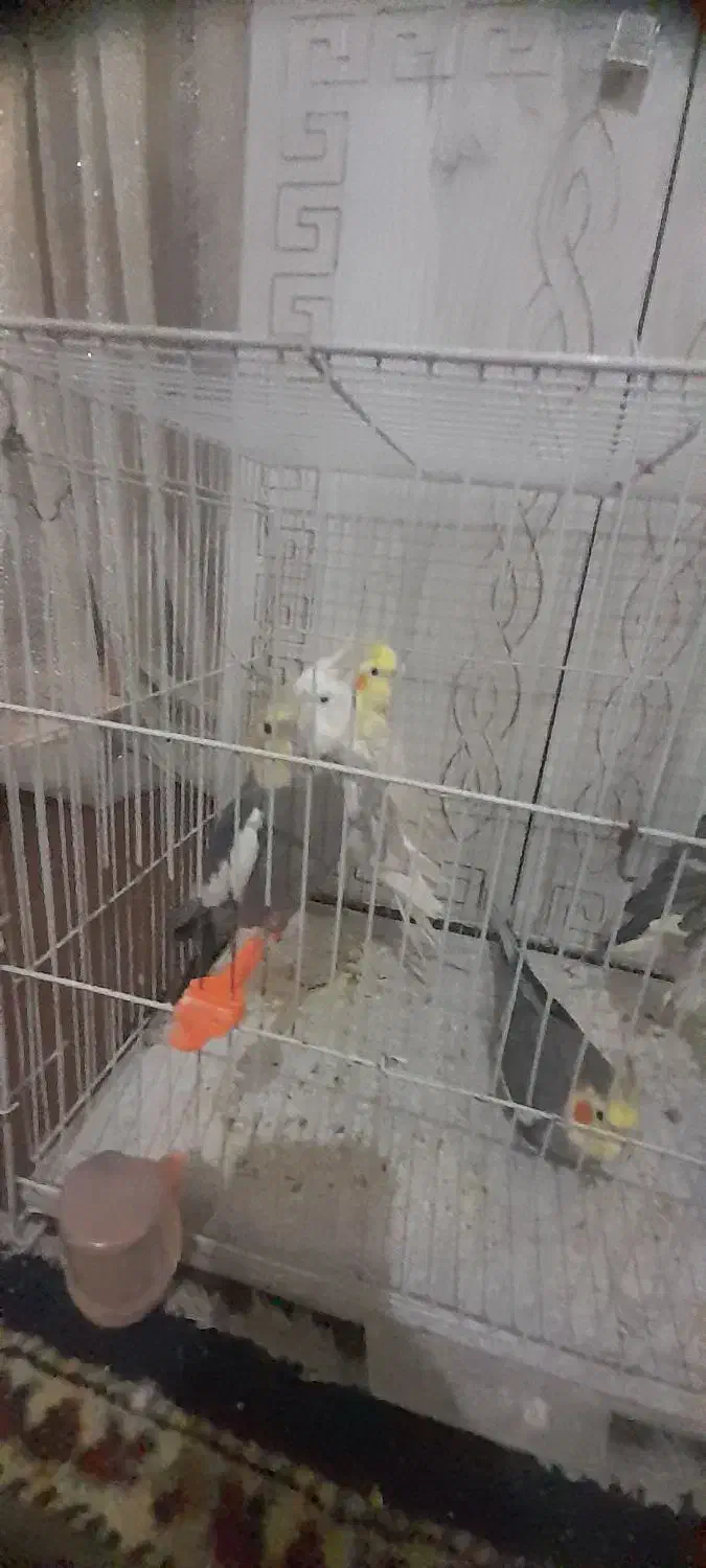 عروس هلندی|پرنده|تربت جام, میرقوام الدین|دیوار