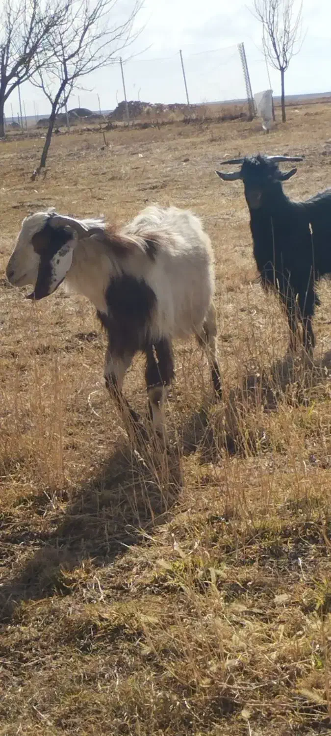 بز قربانی|حیوانات مزرعه|ایجرود, |دیوار