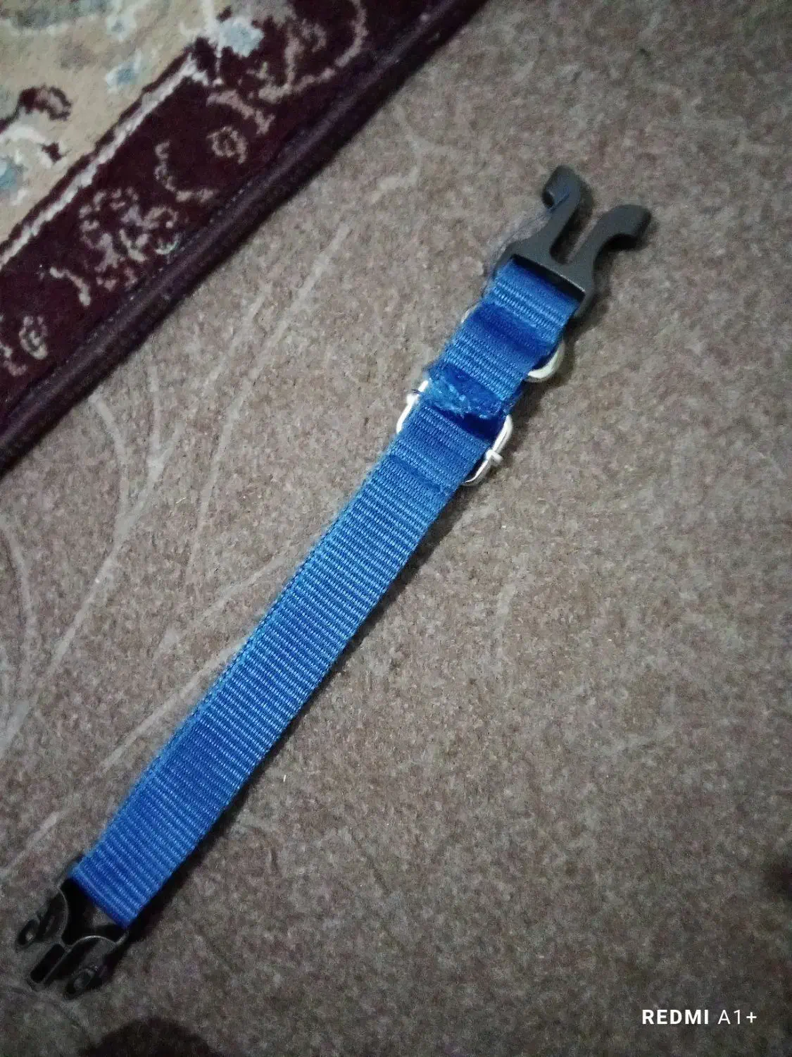 قلاده سگ|لوازم جانبی حیوانات|لاهیجان, بوجایه|دیوار