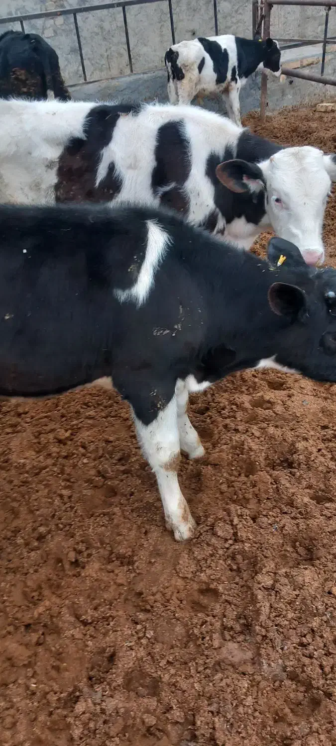 سیمینتال فروشی|حیوانات مزرعه|ساروق, |دیوار