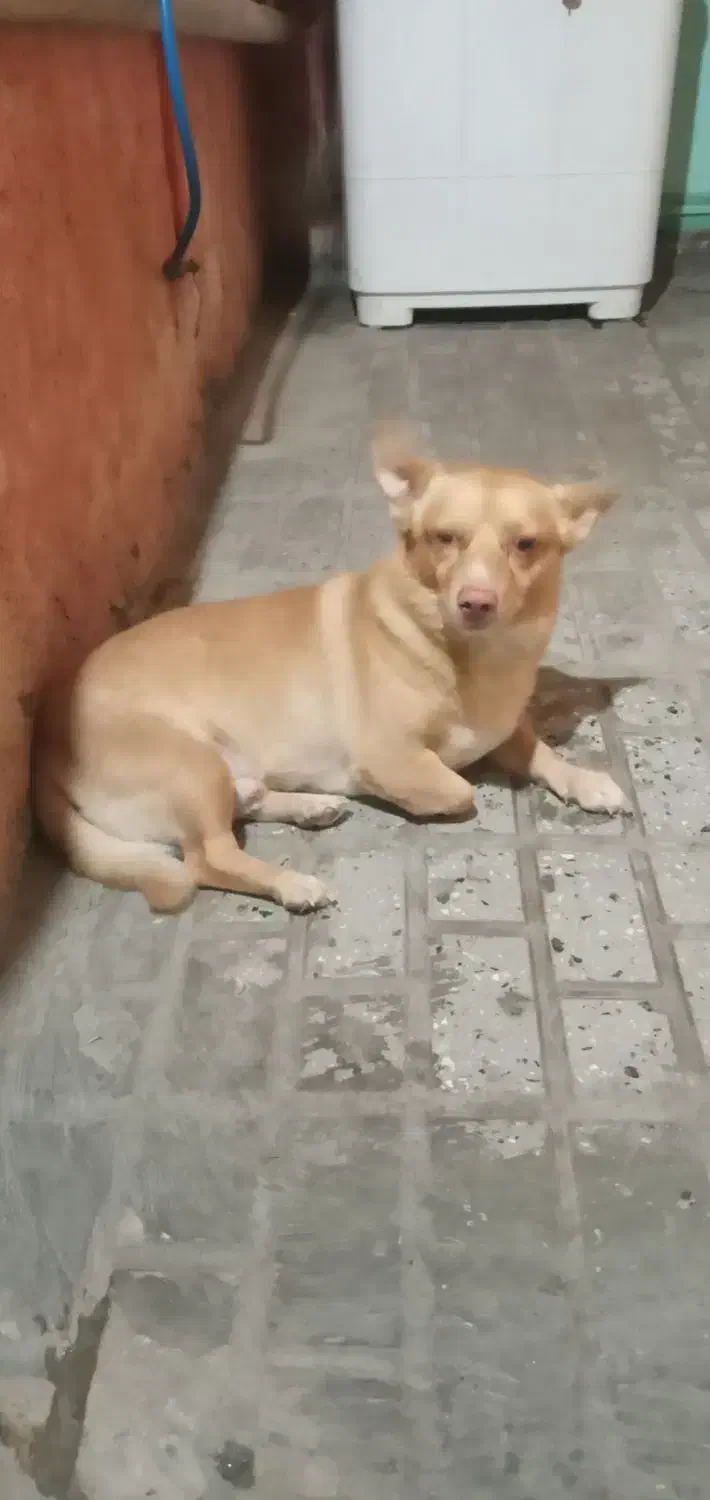 واگذاری سگ نر|سگ|بیرجند, |دیوار