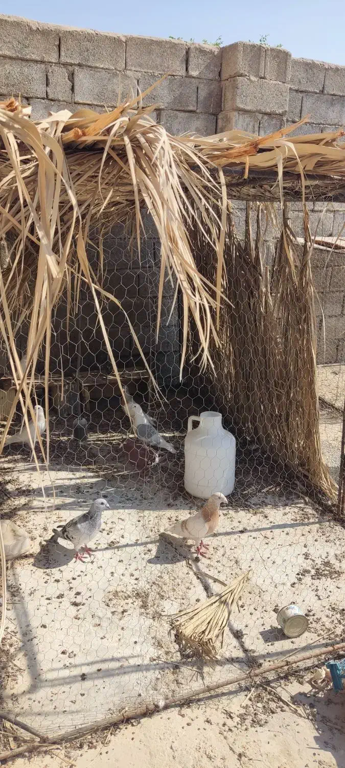 قفس کبوتری|لوازم جانبی حیوانات|برازجان, |دیوار