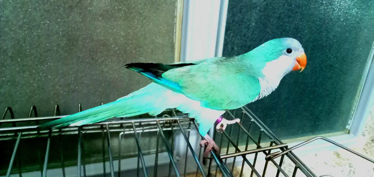 طوطی راهب سخنگوی مغز خور|پرنده|محمدیه-قزوین, |دیوار