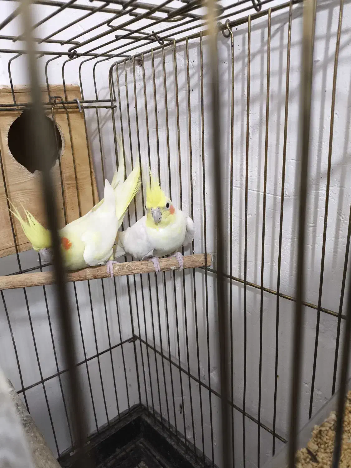 عروس هلندی لوتینو مولد|پرنده|عسلویه, |دیوار