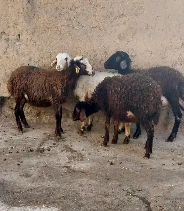 بره نر|حیوانات مزرعه|صائین قلعه, |دیوار