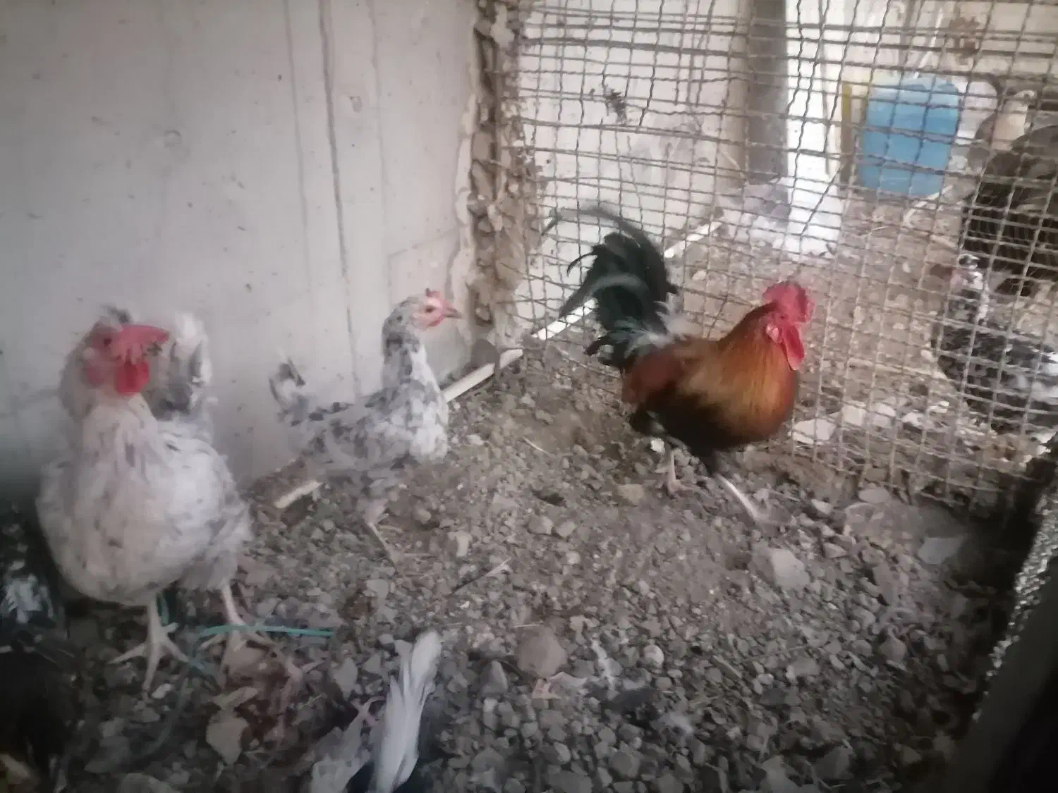 مرغ و خرو و بوقلمون|حیوانات مزرعه|کرج, حسن آباد|دیوار