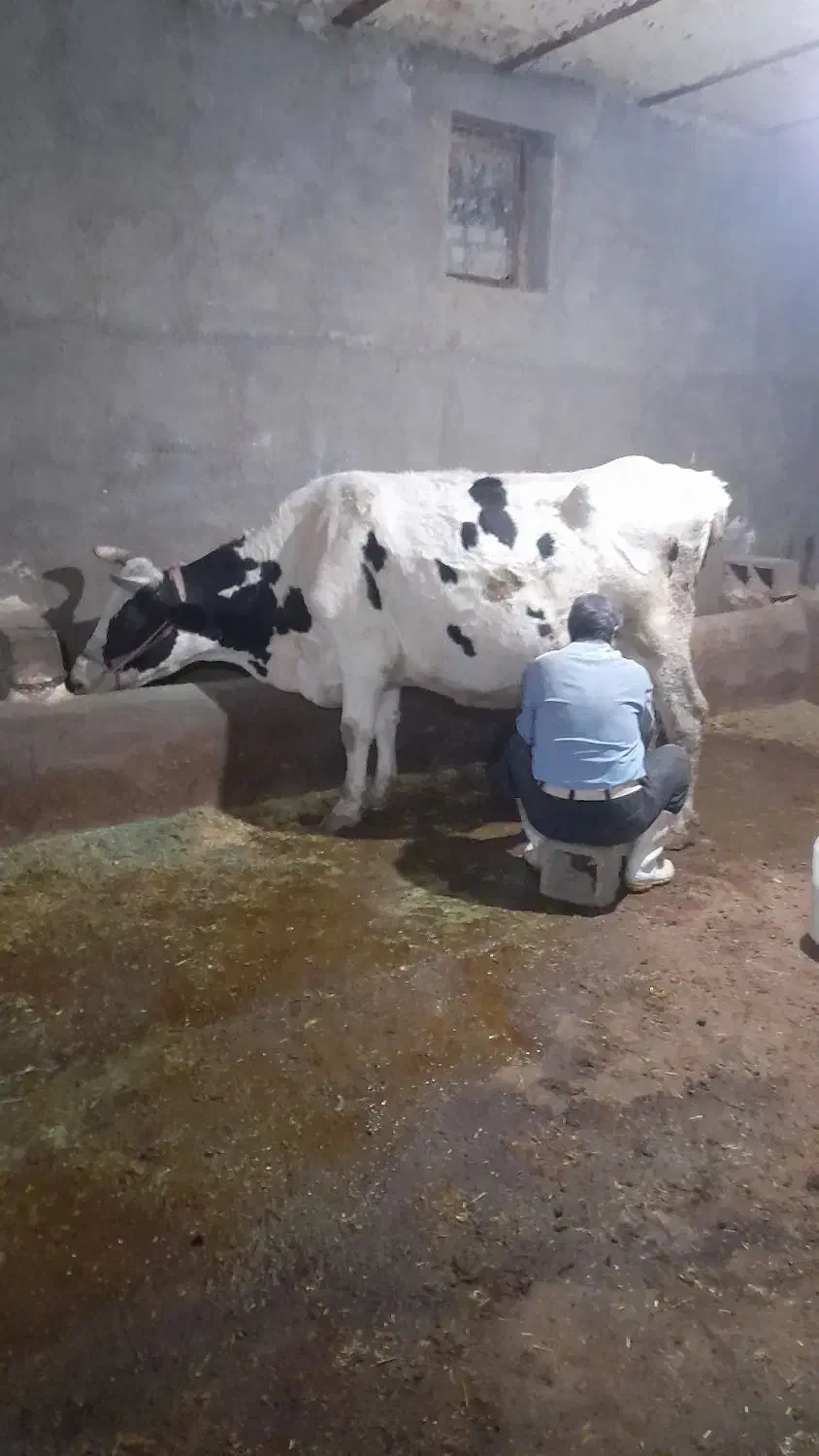 گاو|حیوانات مزرعه|بیجار, |دیوار