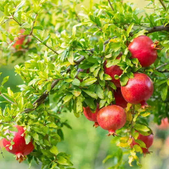 6 عدد درخت میوه فقط 400 تومن|خدمات باغبانی و درختکاری|نیشابور, بیمارستان عطار نیشابوری|دیوار