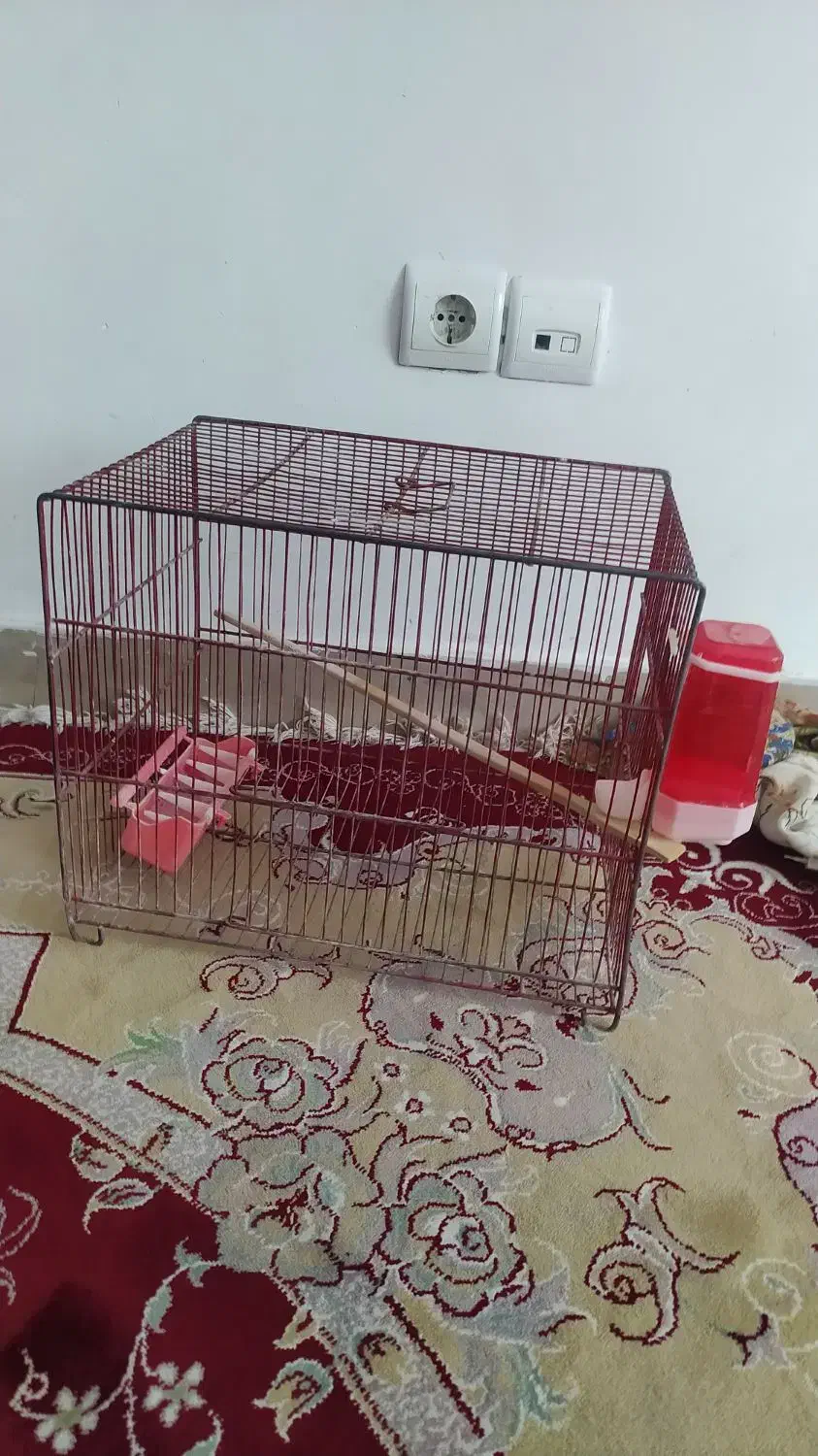 قفس درحد نو|پرنده|ملکشاهی, |دیوار