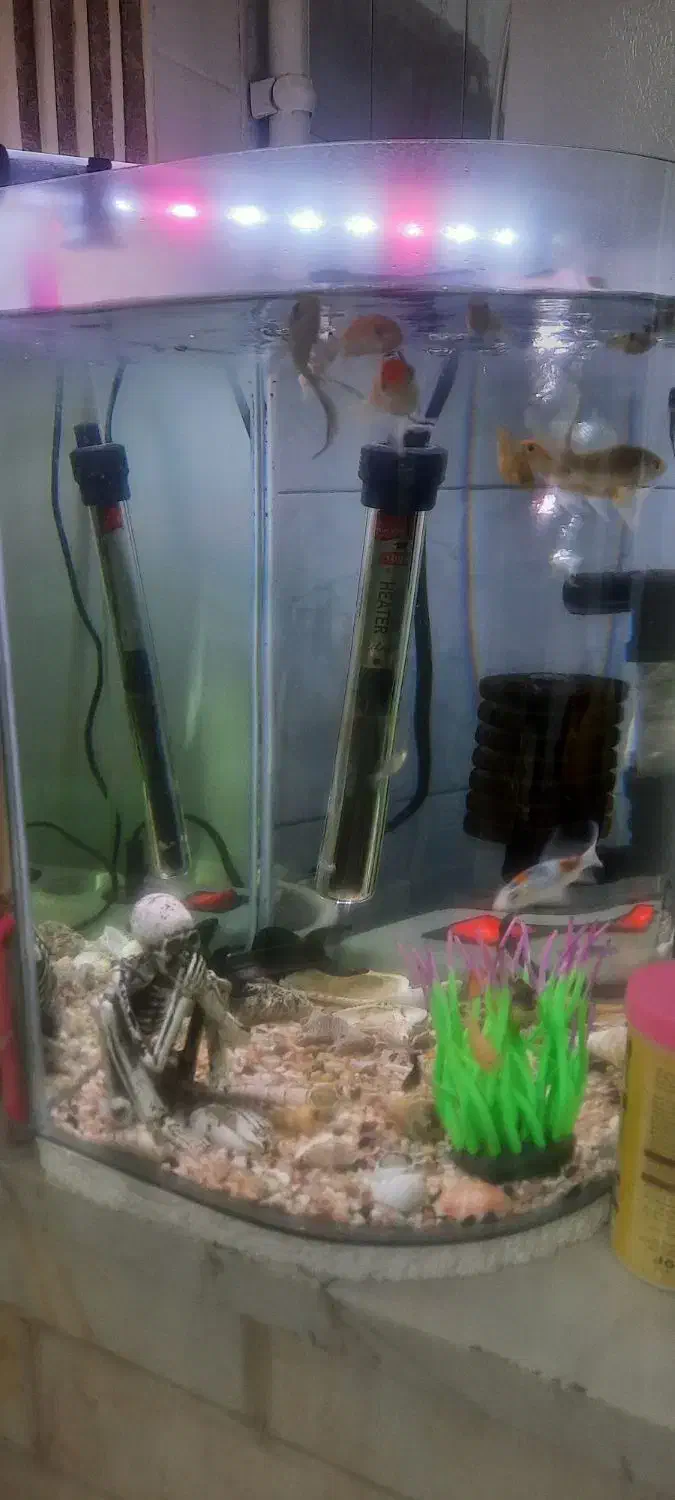 اکواریوم سالم باماهی|ماهی|سرخه حصار, |دیوار