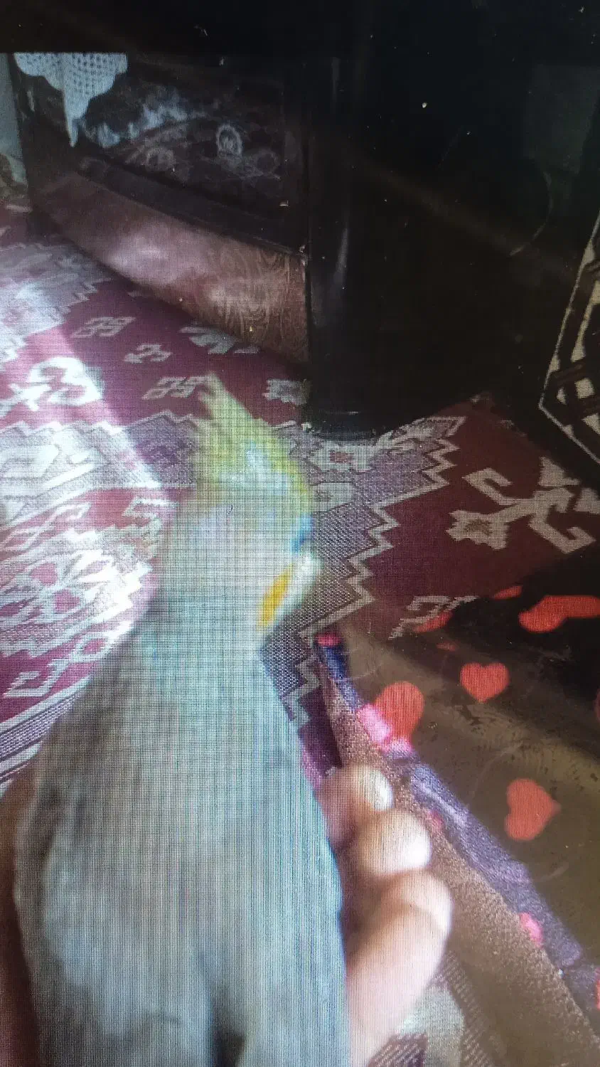 گمشده|حیوانات|بیرجند, |دیوار