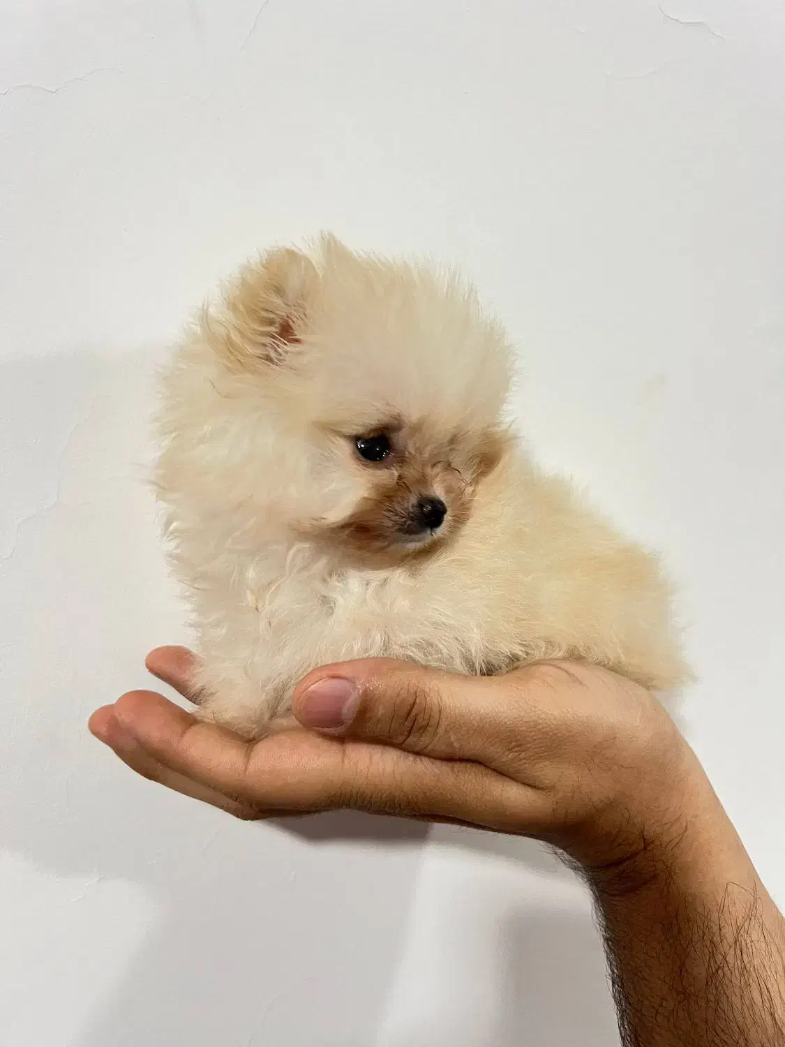 پامر سایز ریز (مینیاتوری)  ، ۲ سر خرسی|سگ|بندر انزلی, لاله|دیوار