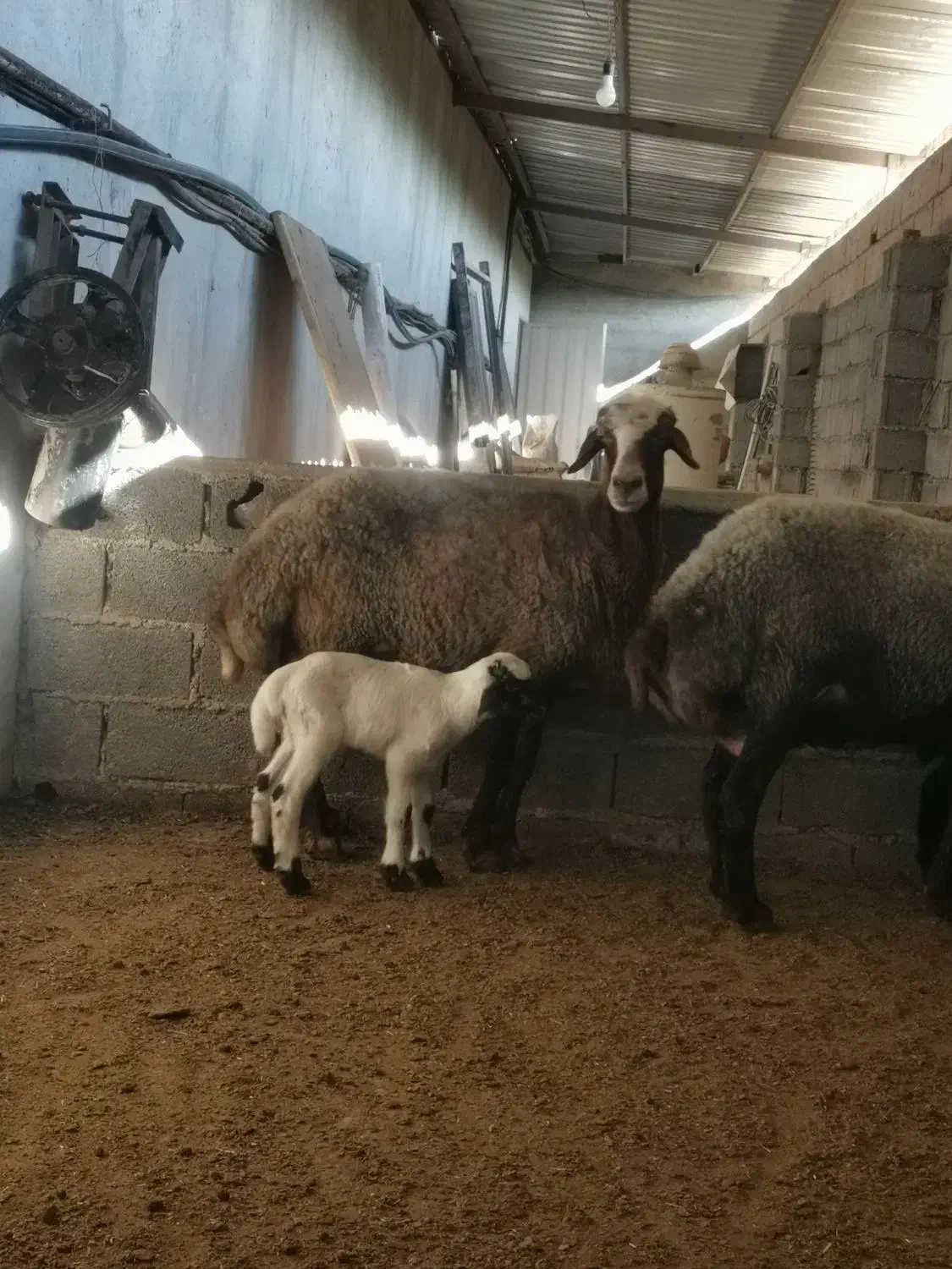 گسفند داشتی عالی|حیوانات مزرعه|قائمشهر, |دیوار