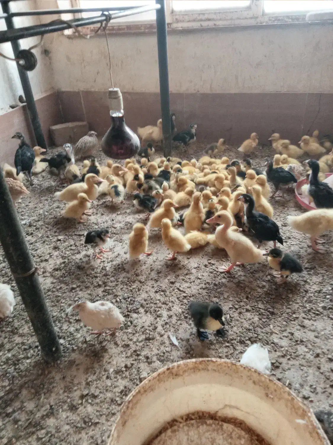 فروش جوجه اردک پکنی|حیوانات مزرعه|چناران, |دیوار