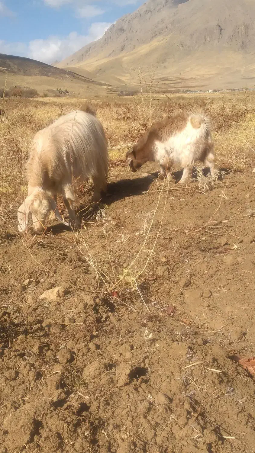 یک بز سه شیر ویک گیسک نر|حیوانات مزرعه|صحنه, |دیوار