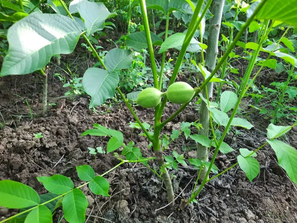 نهالستان دماوند|خدمات باغبانی و درختکاری|میاندوآب, |دیوار