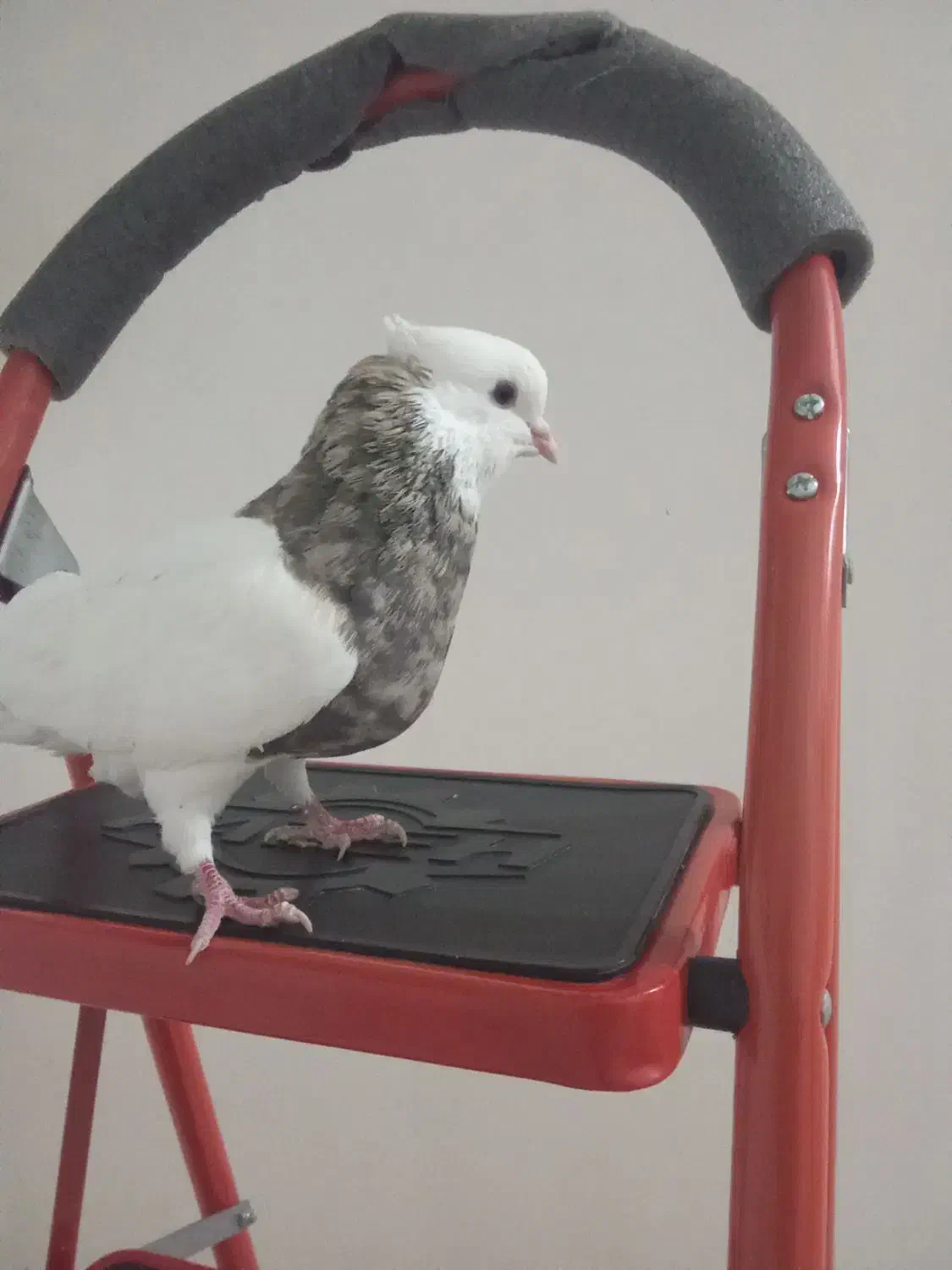 کبوتر طوقی|پرنده|کرمانشاه, |دیوار