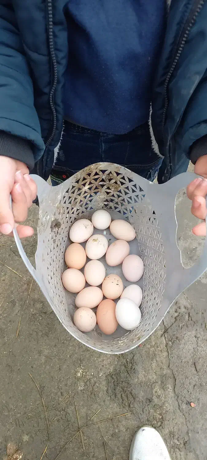 تخم مرغ محلی|حیوانات مزرعه|رامیان, |دیوار