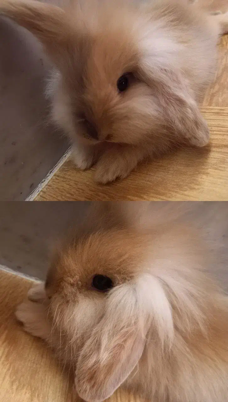 واگذاری خرگوش لوپ|موش و خرگوش|اصفهان, سپاهانشهر|دیوار