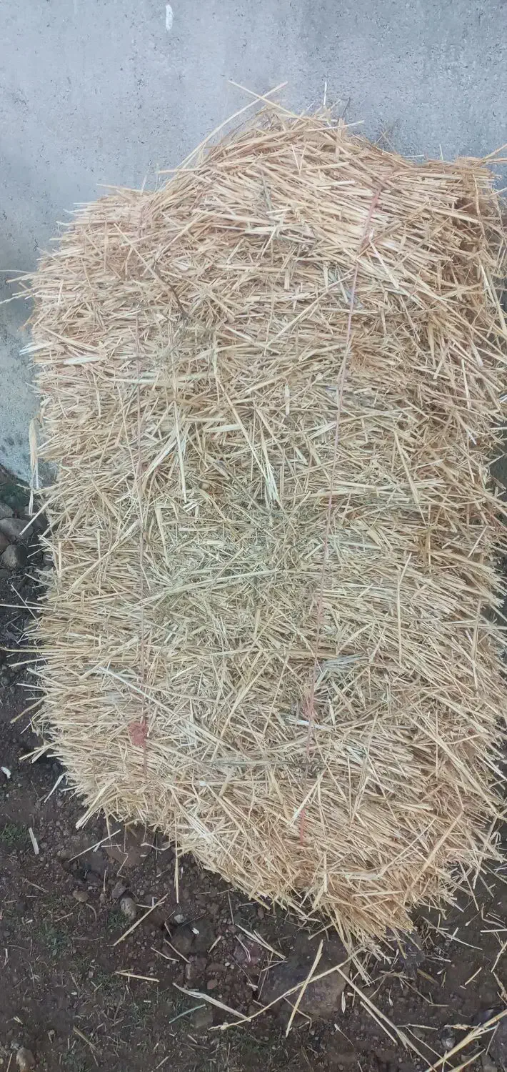 پرس گندم|گل و گیاه طبیعی|گرمی, |دیوار