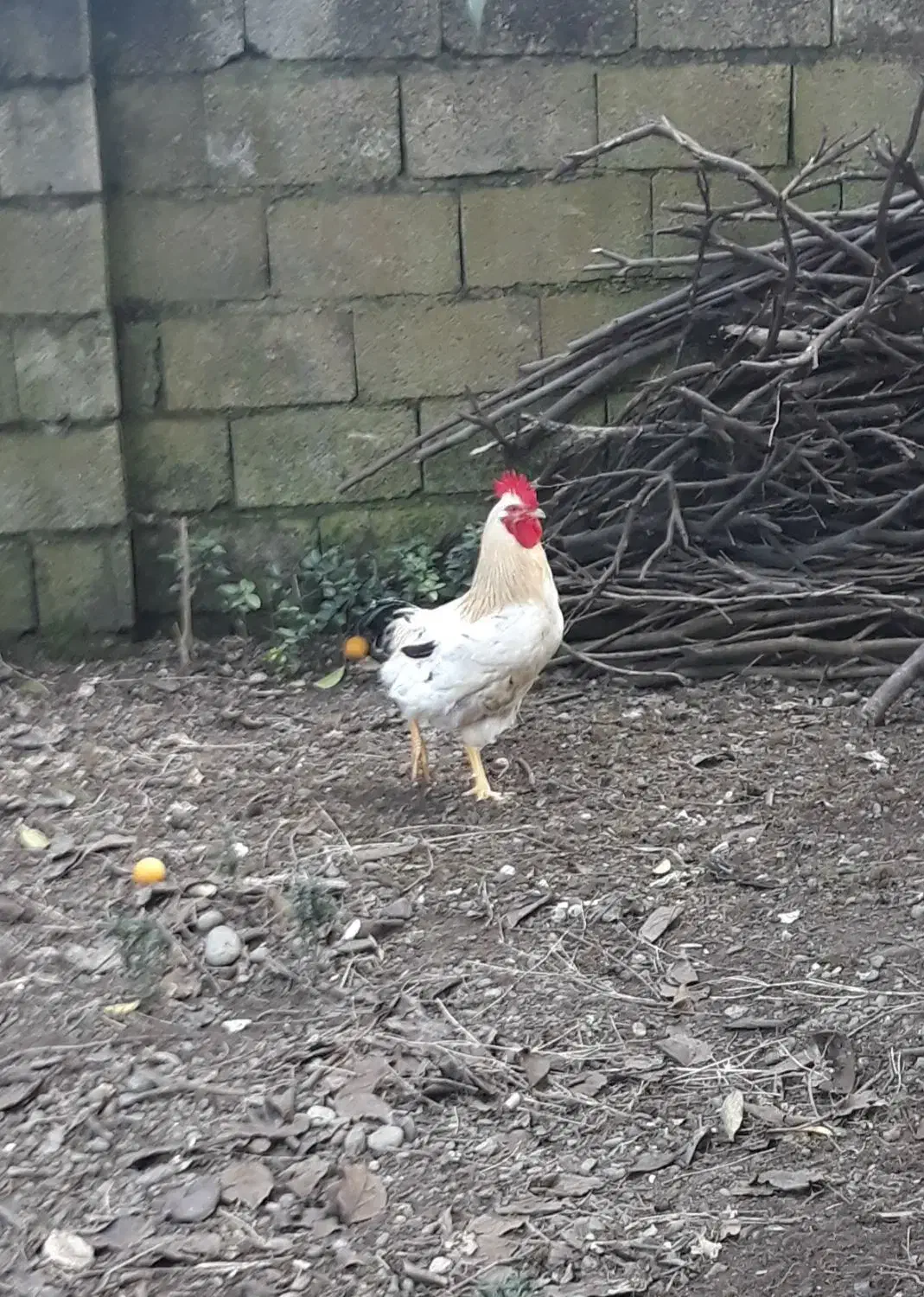 مرغ و خروس|حیوانات مزرعه|چابکسر, |دیوار