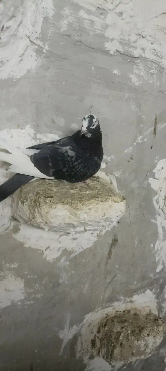 دوعدد کفتر|پرنده|نسیم‌شهر, |دیوار