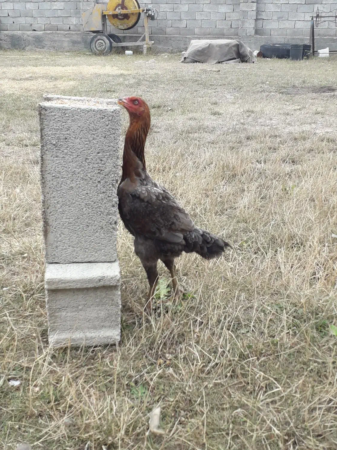 تخم مرغ لاری|حیوانات مزرعه|آستارا, |دیوار