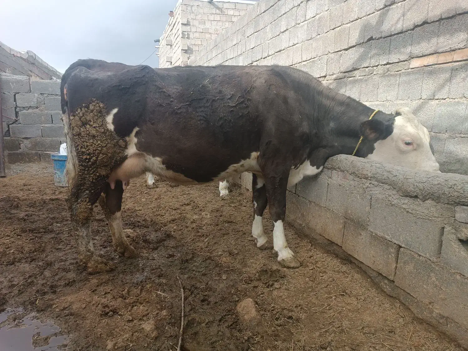گاو تکشیر|حیوانات مزرعه|بوکان, |دیوار