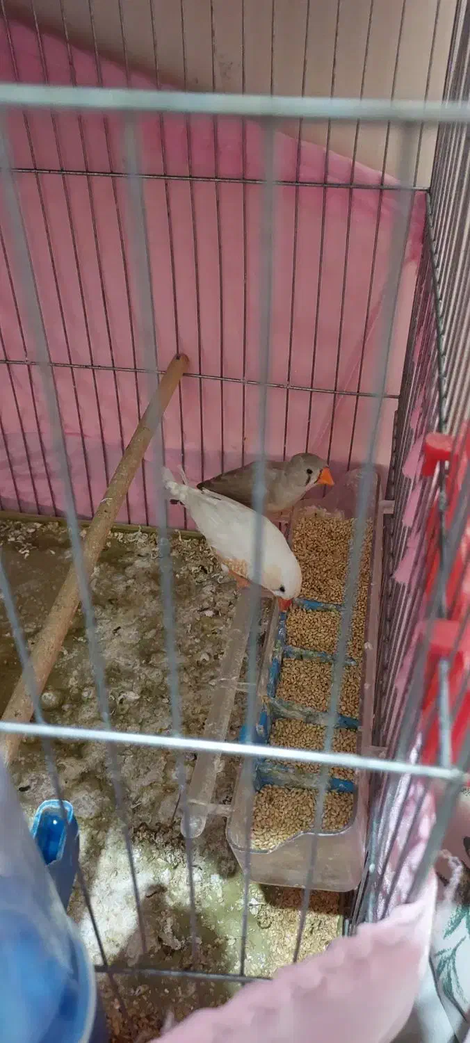 فنچ|پرنده|ری, شهید غیوری (ابن باویه)|دیوار