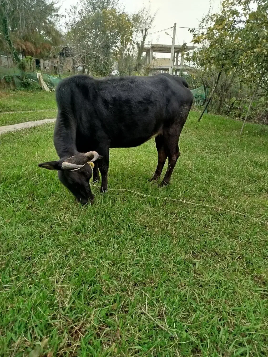 گاو جوان و ۸ماه حامله|حیوانات مزرعه|رشت, بازار|دیوار