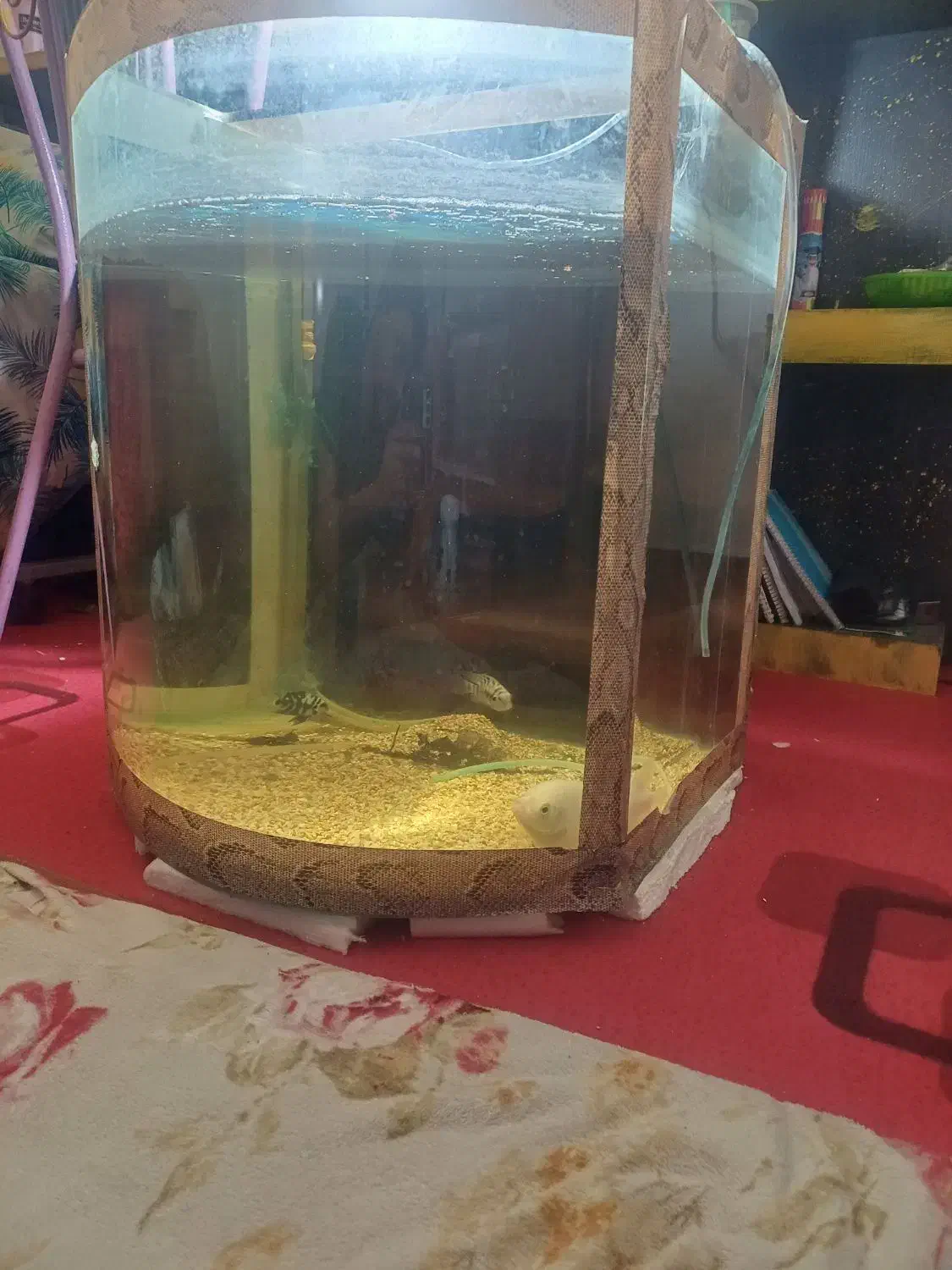 اکواریوم شیشه محدب|ماهی|شاهینشهر, شهرک گلدیس|دیوار