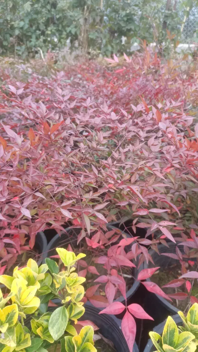 ناندینا سطل 10|گل و گیاه طبیعی|کلاچای, |دیوار