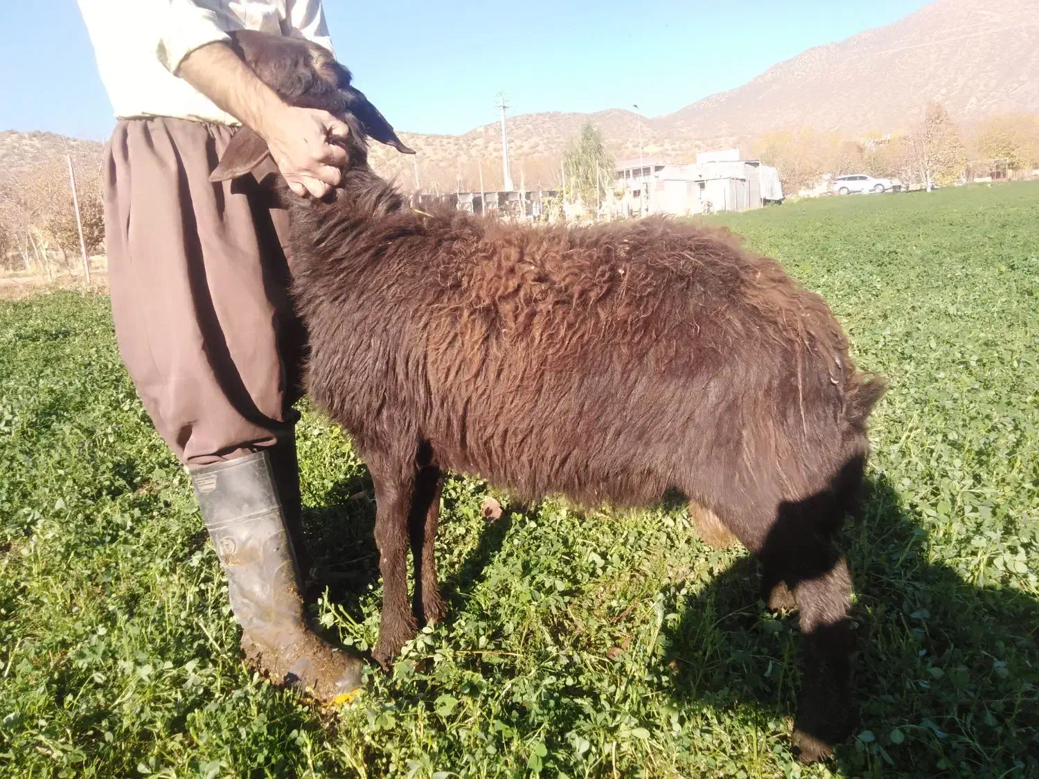 بره ماده و کاور بران|حیوانات مزرعه|مریوان, |دیوار