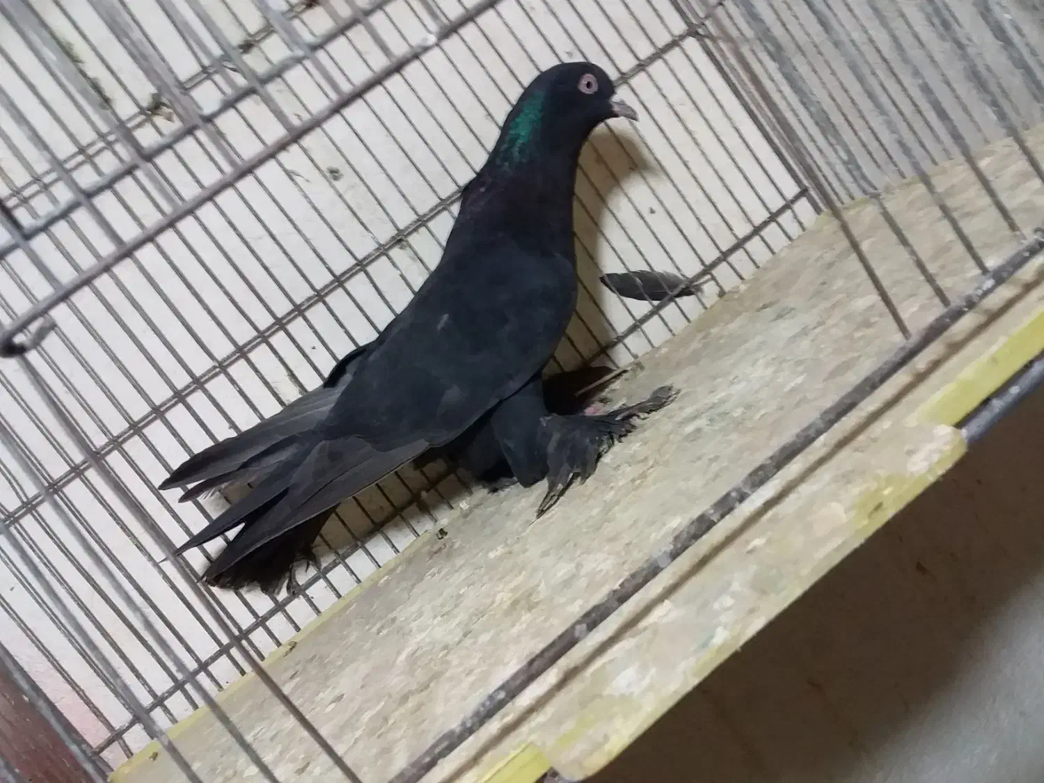 کبوتر|پرنده|تبریز, |دیوار