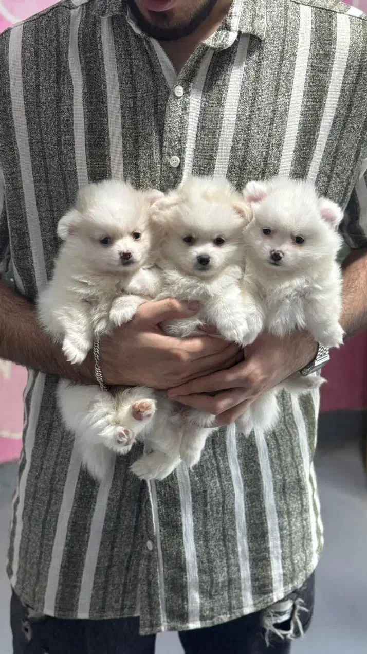 پامرین‌اشپیتز2ماهه عروسکی سایز ریز فقط۴/۳۰۰واگذاری|سگ|کرج, جهان‌شهر|دیوار