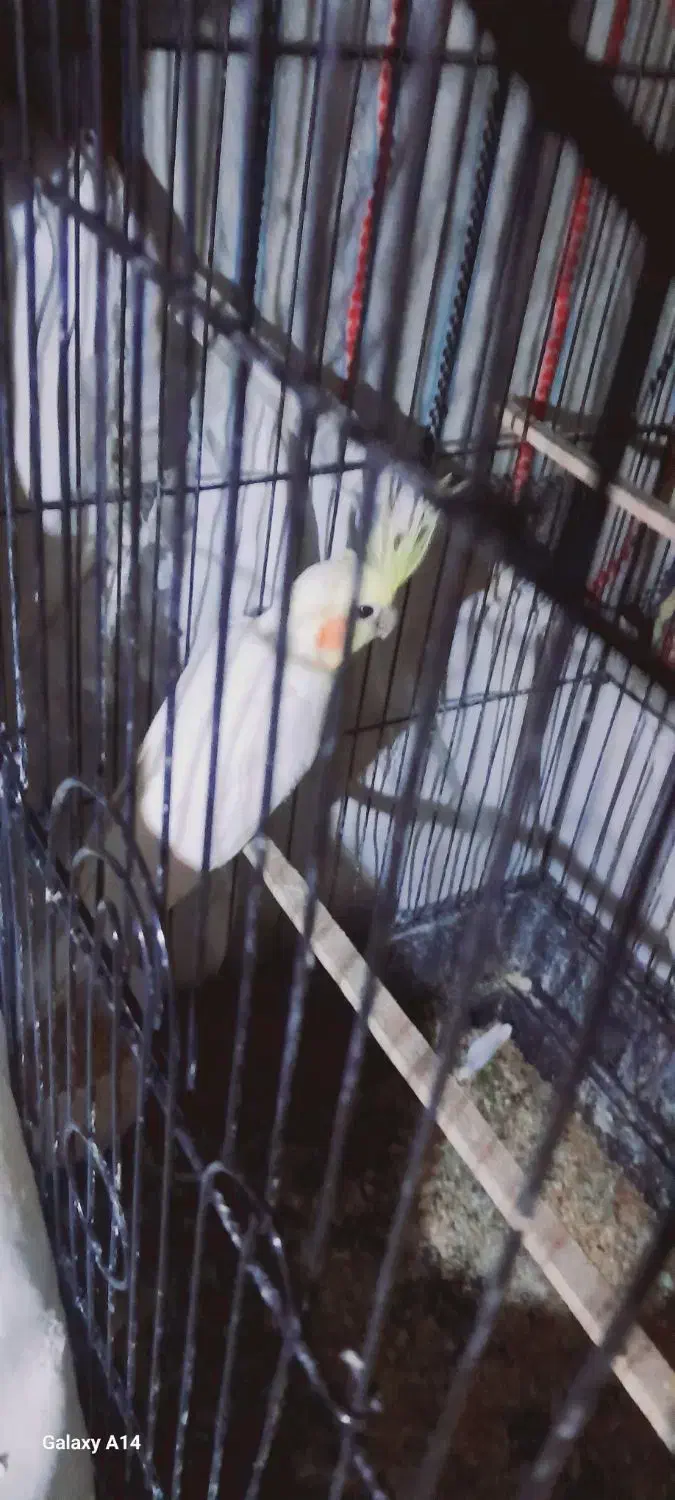 عروس هلندی|پرنده|خان ببین, |دیوار