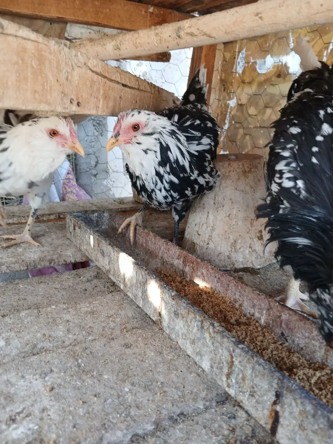 تخم مرغ نطفه دار گلین ریشی چهل تاج|حیوانات مزرعه|شاهینشهر, گزبرخوار|دیوار