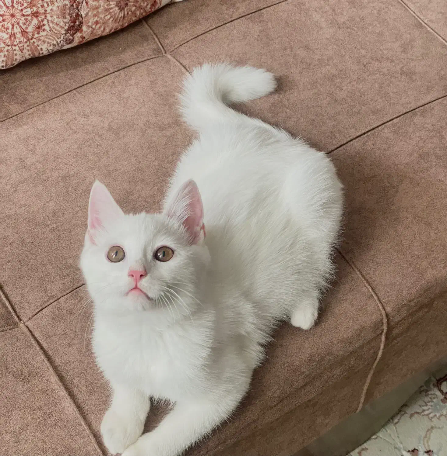 گربه|گربه|سمنان, |دیوار