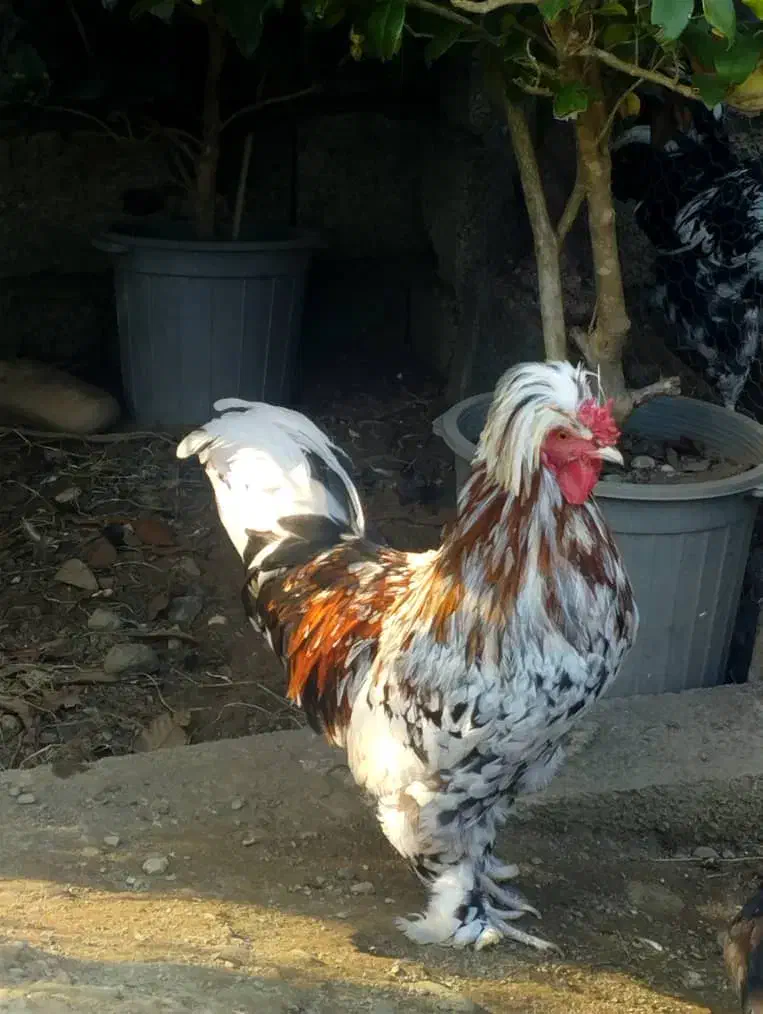 خروس سلطان|حیوانات مزرعه|چابکسر, |دیوار