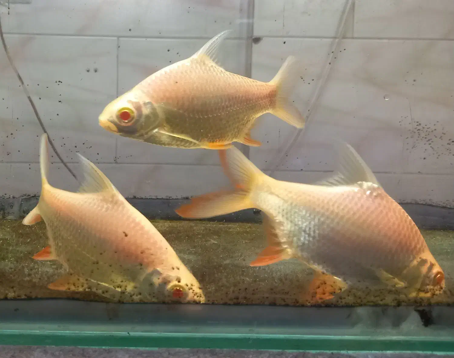 بارب حلب طلایی دم قرمز|ماهی|هشتگرد, شهرک راه آهن|دیوار