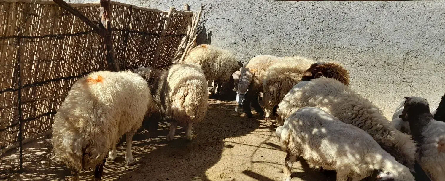 بره -کاور|حیوانات مزرعه|سیوان, |دیوار