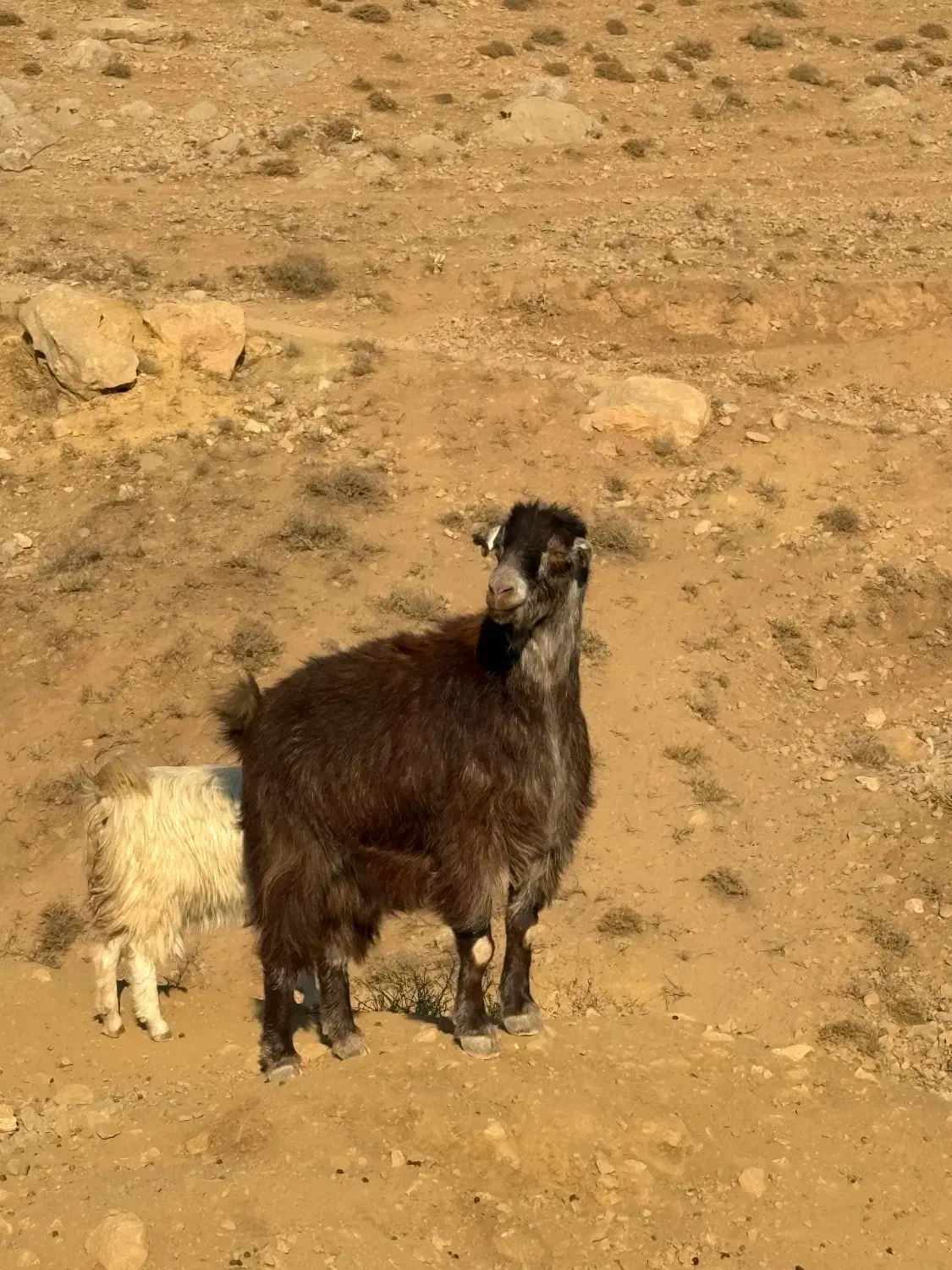 بره گوشتی بز‌گوشتی|حیوانات مزرعه|هشتگرد, خور|دیوار