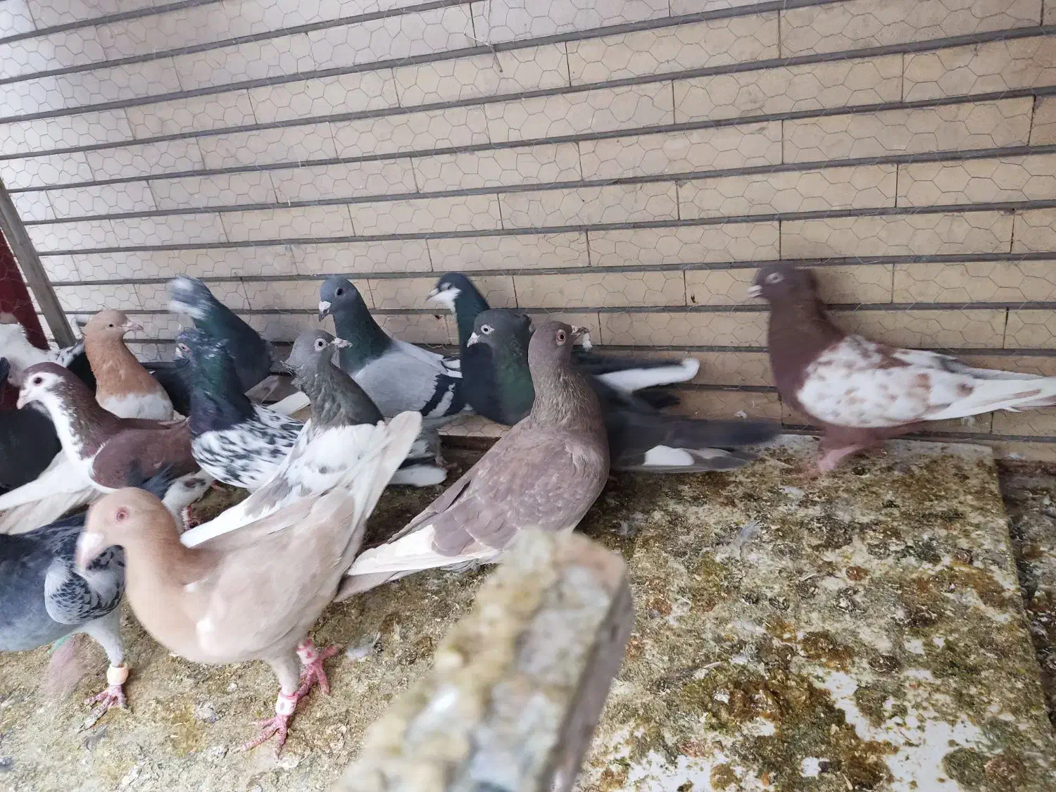 پلاکی،رنگی،دورگ|پرنده|لنجان, |دیوار