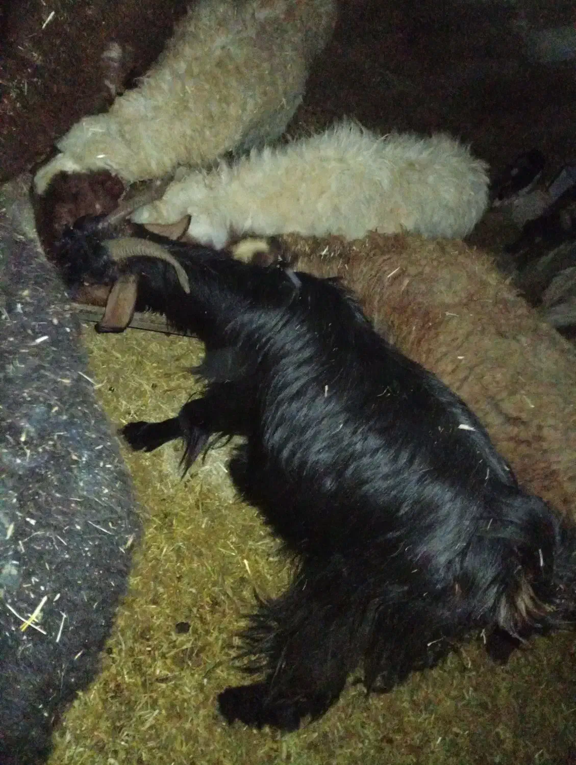 برو بزغاله فروشی|حیوانات مزرعه|دورود, |دیوار