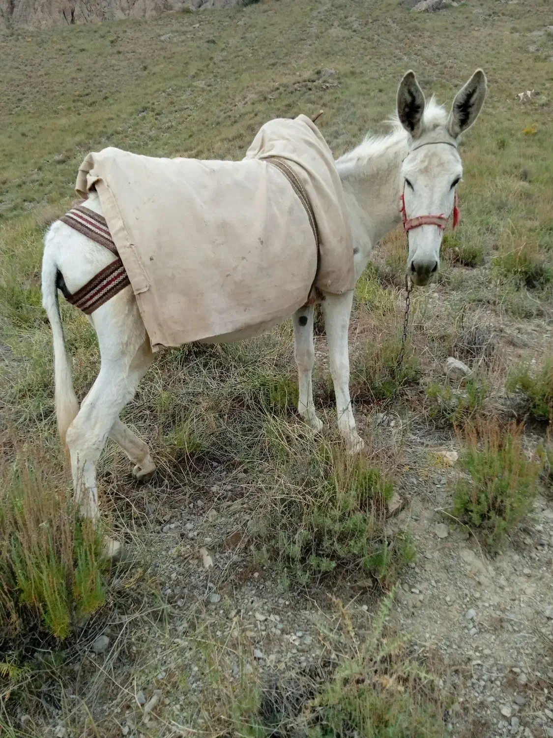 دو عدد الاغ ماده درجه یک در کوه های چاهجهان|حیوانات مزرعه|شیروان (خراسان), |دیوار